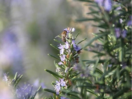 3h de découverte de l'abeille dans le Luberon (3) - Bonjour Fun