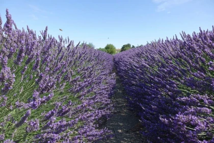 Atelier Brume naturelle (selon saison) - Bonjour Fun