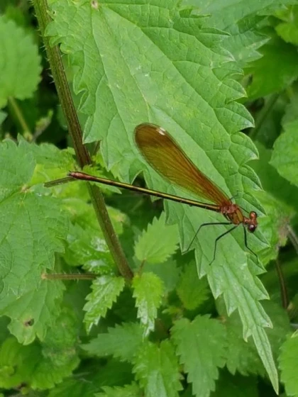 Atelier « Bulles, têtards et libellules : découverte des invertébrés d’eau douce » - Bonjour Fun