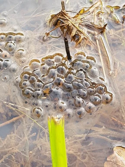 Atelier « Bulles, têtards et libellules : découverte des invertébrés d’eau douce » - Bonjour Fun