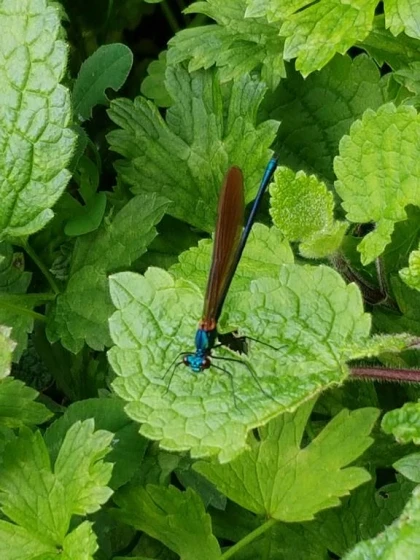 Atelier « Bulles, têtards et libellules : découverte des invertébrés d’eau douce » - Bonjour Fun