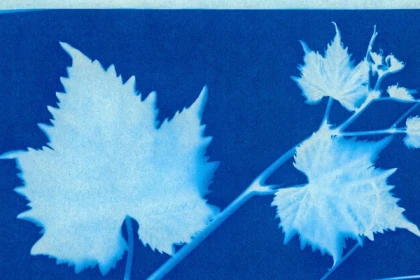 Atelier  en Famille "Autour du Cyanotype" - Bonjour Fun