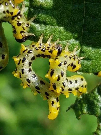 Atelier « Les richesses naturelles du site : à la découverte de la faune et de la flore » - Bonjour Fun