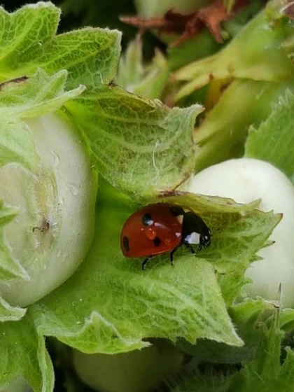 Atelier « Les richesses naturelles du site : à la découverte de la faune et de la flore » - Bonjour Fun