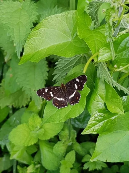 Atelier « Papillons et libellules » - Bonjour Fun