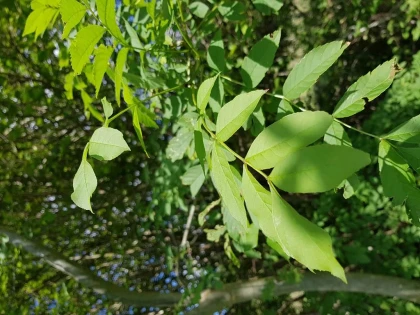 Atelier « Quel est donc cet arbre ? » - Bonjour Fun