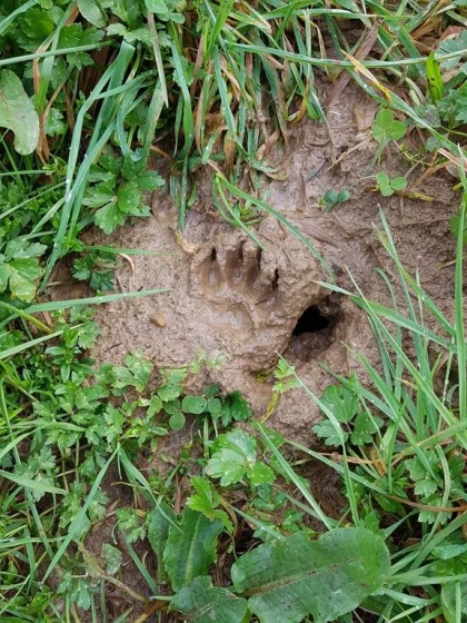 Atelier « Qui passe par là ? Enquête sur les traces et indices de présence » - Bonjour Fun