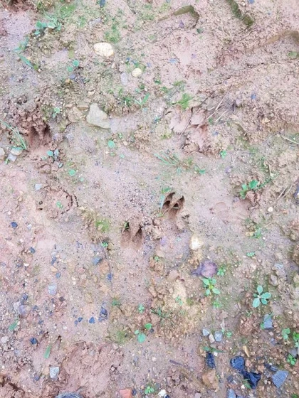 Atelier « Qui passe par là ? Enquête sur les traces et indices de présence » - Bonjour Fun