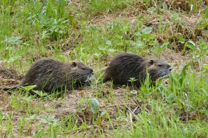 Atelier « Sur la piste des mammifères » - Bonjour Fun