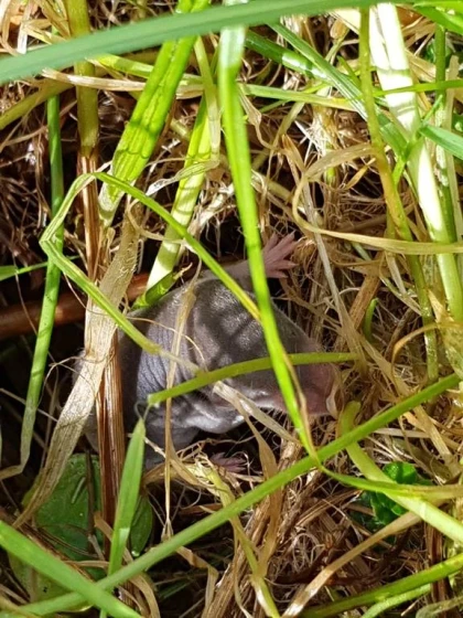 Atelier « Sur la piste des mammifères » - Bonjour Fun