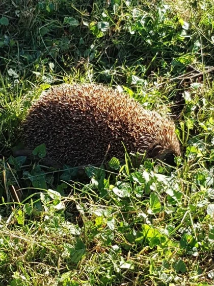 Atelier « Sur la piste des mammifères » - Bonjour Fun