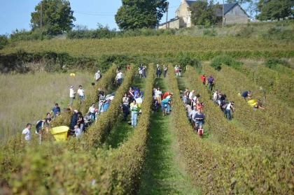 Atelier vendangeur le 26.09.2026 - Bonjour Fun