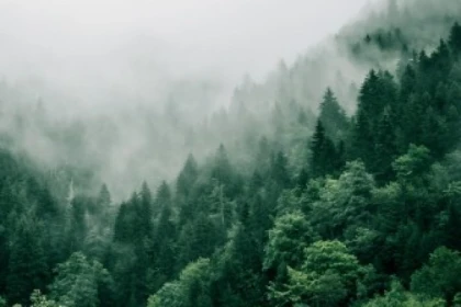 Bain de forêt - Bonjour Fun