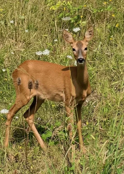 Balade biodiversité au verger - Bonjour Fun