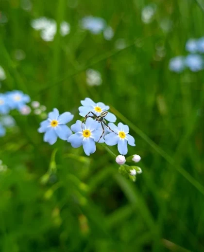 Balade biodiversité au verger - Bonjour Fun