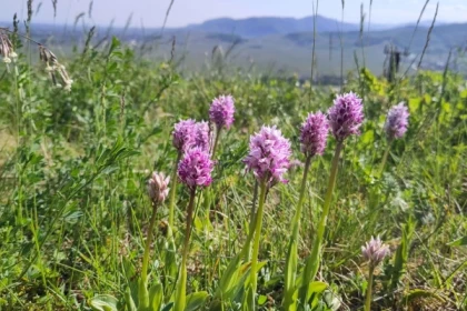 Balade découverte des orchidées sauvages - Bonjour Fun