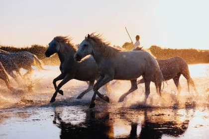 Balade en Petite Camargue : la découverte des trésors de la Camargue Gardoise en vélo électrique - Bonjour Fun