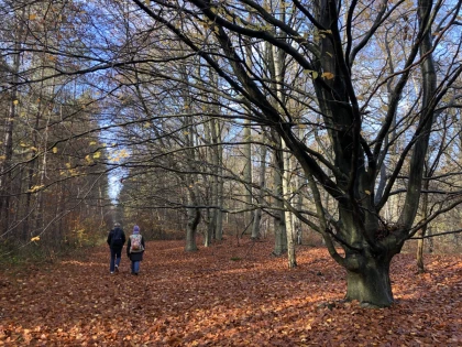 Balade immersive sur mesure dans le Massif des Trois Forêts, pour 1 ou 2 personnes. - Bonjour Fun
