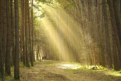 Balade inspirante et relaxante en forêt d’Halatte - Bonjour Fun