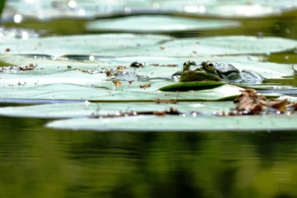 Balades naturalistes de l'étang des nénuphars - Bonjour Fun
