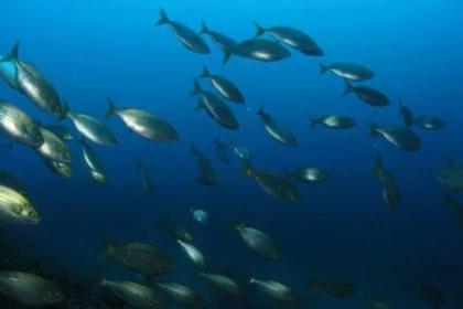 Baptême de plongée au Dramont - Saint Raphaël - PROMO - Bonjour Fun