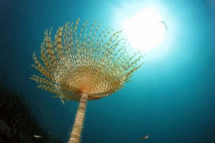 Baptême de plongée du bateau sur site de plongée - Bonjour Fun