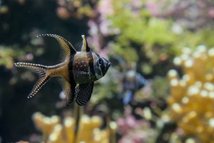 Billet d'entrée Aquarium La Rochelle - Bonjour Fun