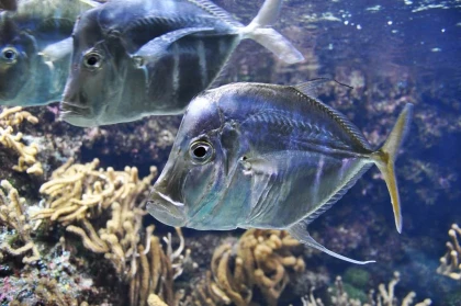 Billet d'entrée Aquarium La Rochelle - Bonjour Fun