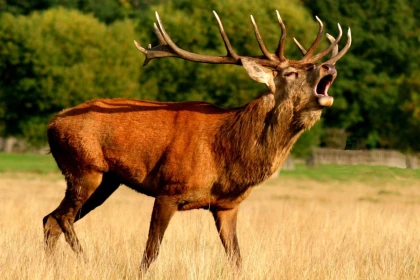 Sortie Brame du Cerf en forêt de Chantilly - Bonjour Fun