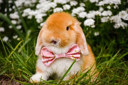 Chasse aux oeufs de Pâques - Bonjour Fun