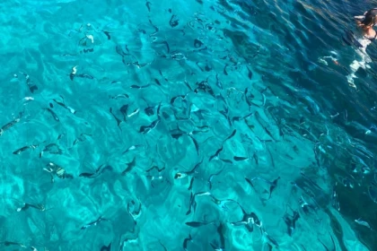 Croisière baignade dans les Calanques en demi-journée - Mairie - Bonjour Fun