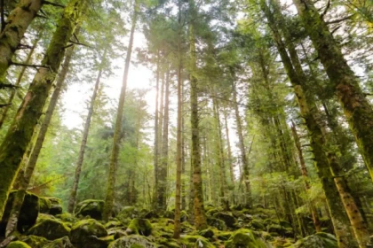 Découverte Sylvothérapie dans les Vosges - Bonjour Fun