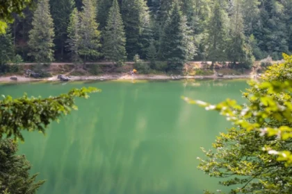 Découverte Sylvothérapie dans les Vosges - Bonjour Fun