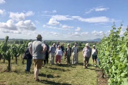 Découverte vigneronne : l'âme d'un domaine - Bonjour Fun