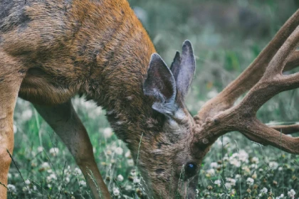 Découvrez le Cerf Elaphe ! - Bonjour Fun
