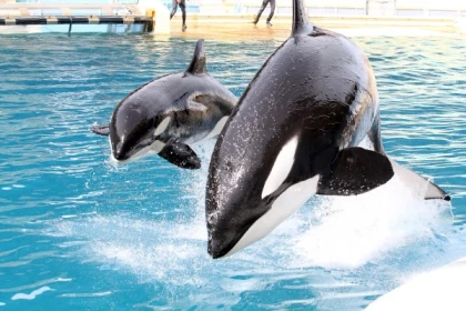 Entrée Marineland Antibes - Prix PROMO - Bonjour Fun