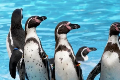 Entrée Marineland Antibes - Prix PROMO - Bonjour Fun