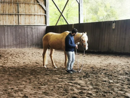 Équicoaching – Se révéler grâce au cheval - Bonjour Fun