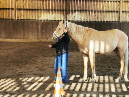 Équicoaching – Se révéler grâce au cheval - Bonjour Fun