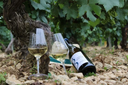 Escapade et dégustation dans le Vignoble du Chablisien - Bonjour Fun