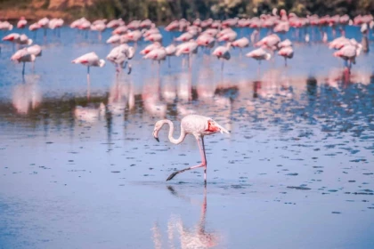 Excursion en Camargue - Journée Flamants roses, Vin et Aigues-Mortes - Bonjour Fun