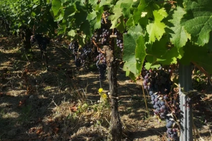 Excursion Saint-Émilion : vins et village médiéval - Bonjour Fun