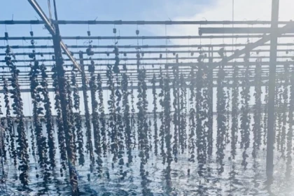 Excursion Sète - Demi Journée Huîtres et Vins - Bonjour Fun