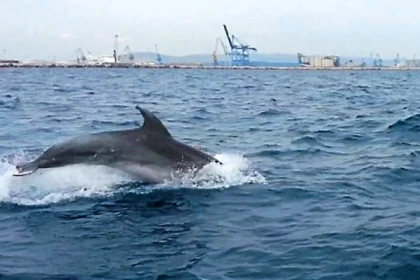 Excursion Sète - Observation des dauphins en Méditerranée : excursion en bateau - Bonjour Fun