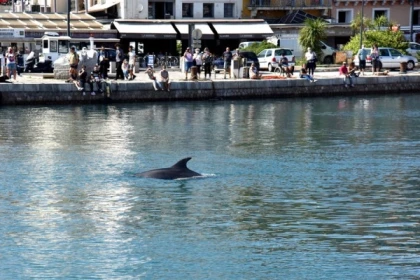 Excursion Sète - Observation des dauphins en Méditerranée : excursion en bateau - Bonjour Fun
