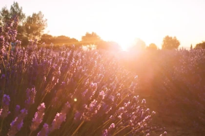 Excursion Terrasses du Larzac - Journée Huile d'Olive, Vin et St Guilhem le Désert - Bonjour Fun