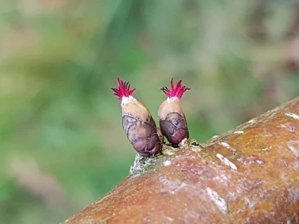 Formation "planter des noisetiers" - Bonjour Fun