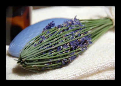 Fuseau de Lavande - Bonjour Fun