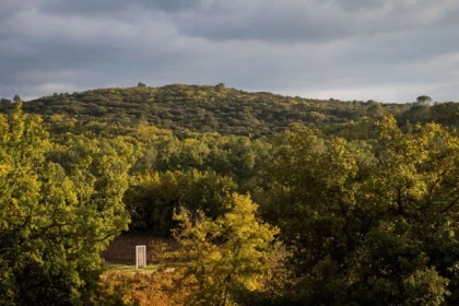 La balade en voiturette dans les vignes - Bonjour Fun