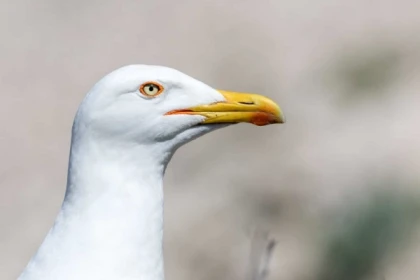 La biodiversité des îles du Frioul : balade/baignade - billetterie ou privatisation 2h - Bonjour Fun